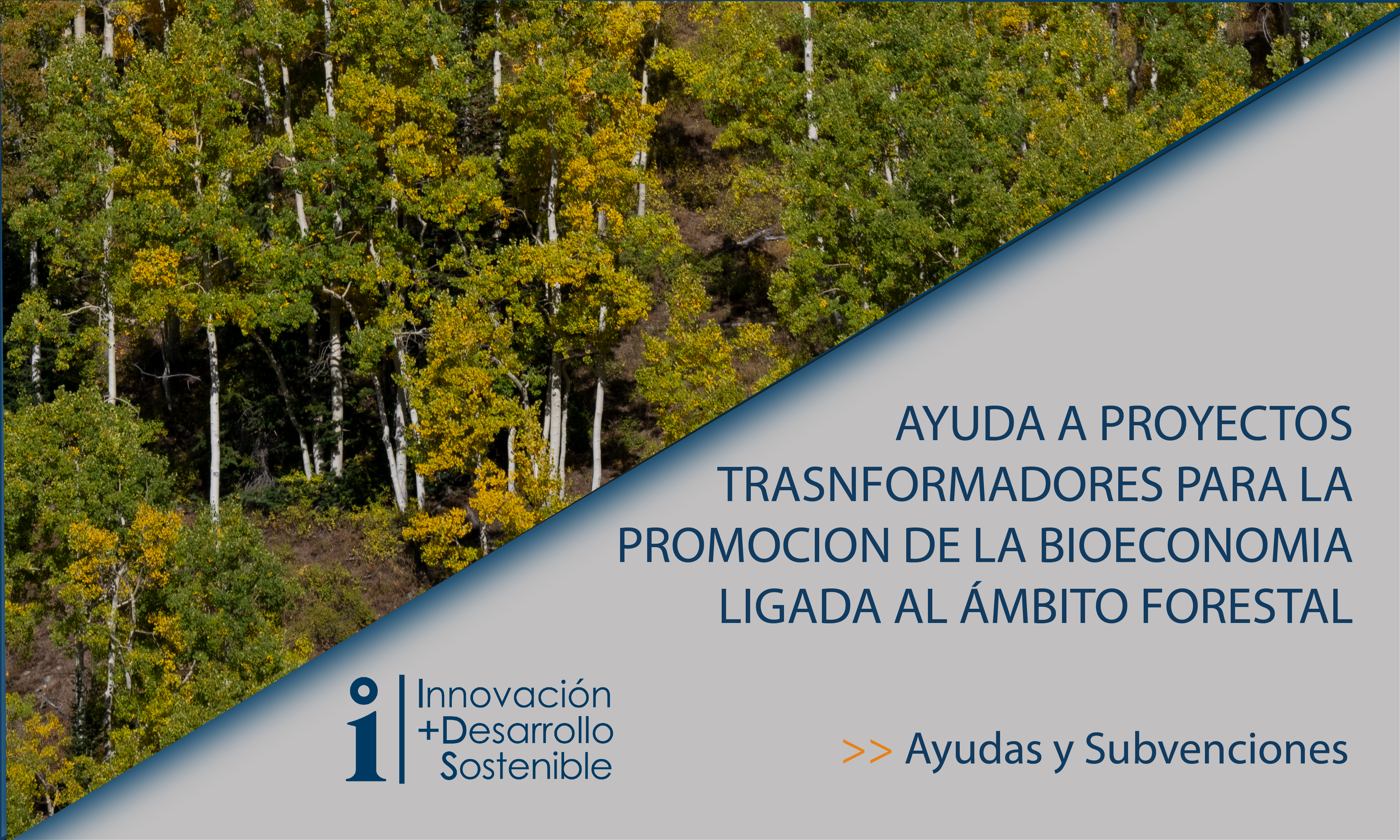 Lee más sobre el artículo AYUDA A PROYECTOS DE BIOECONOMÍA LIGADA A LA GESTIÓN FORESTAL
